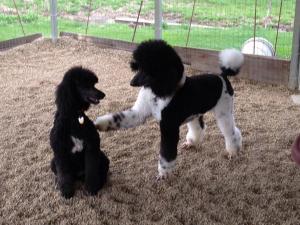 FLASH WITH A FRIENDS POODLE RAVEN FROM A PATCHWORK OF POODLES, SALINVILLE OH