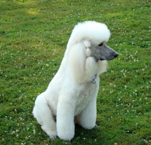  Sisco's Major Hollywood