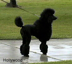 Major's Father:  Sisco's  Mr. Hollywood 68 lbs 