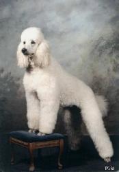 Major's Mother Sisco's Queen Victoria  90lbs