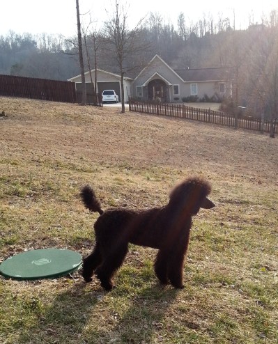 Angel...Andersonville,Tn. 2 months