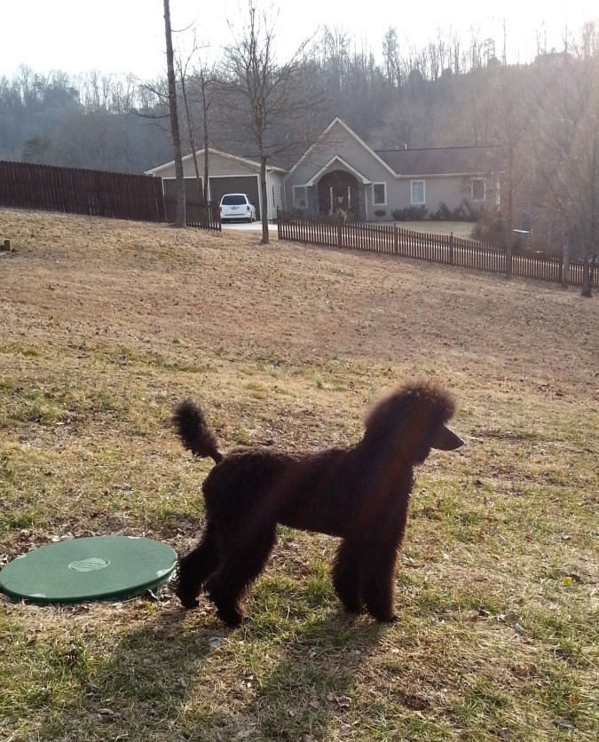 Angel...Andersonville,Tn. 12 months