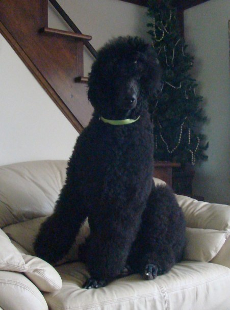 Abby... Bristolvill, OH at 15 months