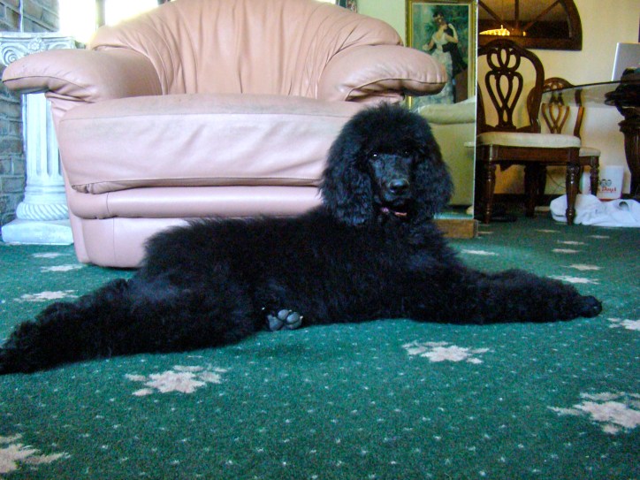 Molly at 16 weeks old.