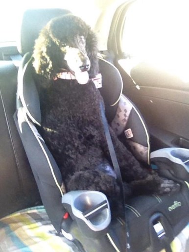 Zorro...in the grandchild's car seat.