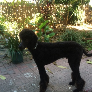 CUPID.....Treasure Island Fl.