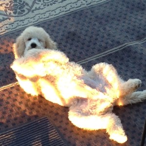 Gus kicking back on his camping trip..