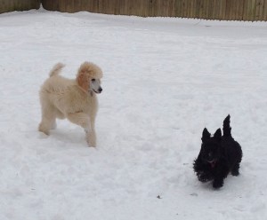 Diamond and Bella her new sister playing.