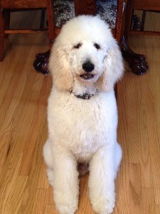 Gus fresh from his bath.