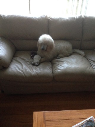 Winter at relaxing at home.