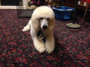 Champ at home in Ohio