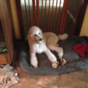 Diamond Relaxing after her grooming.