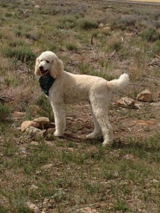 Gus on his camping trip