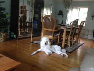 Wynter gaurding her home.