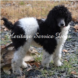 Mandy is now living in Oregon and waiting to be places in her gardian ship home. Mandy is living in Milton Freewater, OR.