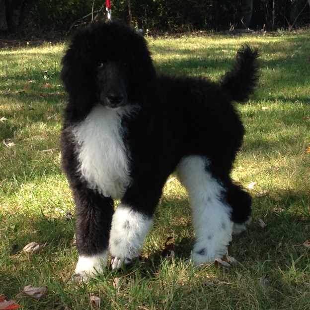 Mia is now with her forever family in Weston, Oregon. Gwen has been so excited in anticipation of getting her new Standard Poodle Tuxedo baby girl. 