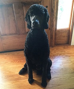 ONYX: at home in Michigan. Onyx weight 75.5 pounds and is just over 1 year old. Thank You for the picture. Susan.