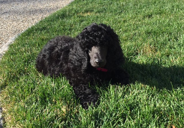 Gus having fun with his new brothers playing outside.