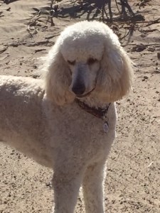 Gus camping in the California desert. 