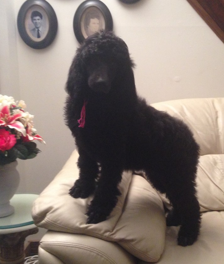 Eden at 9 weeks old. Available $1500.00