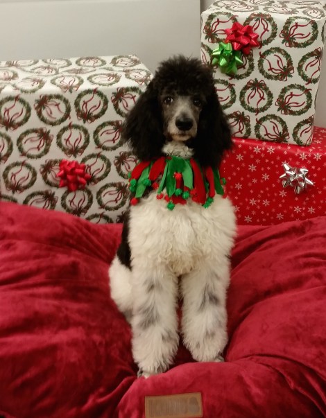 Picasso ready for Christmas 2015. Thank You Lori for the beautiful picture.