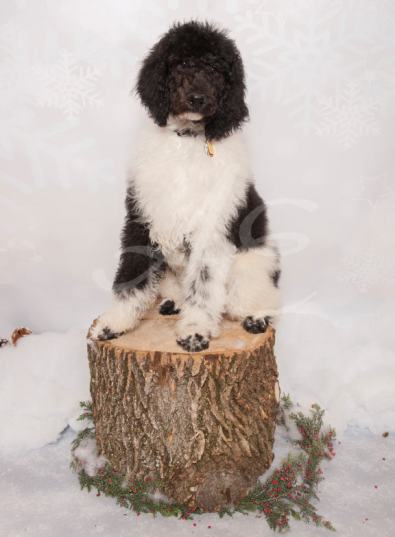 Class in his Christmas picture Dec. 2015. Thank You or the beautiful picture Jodi and Tom..