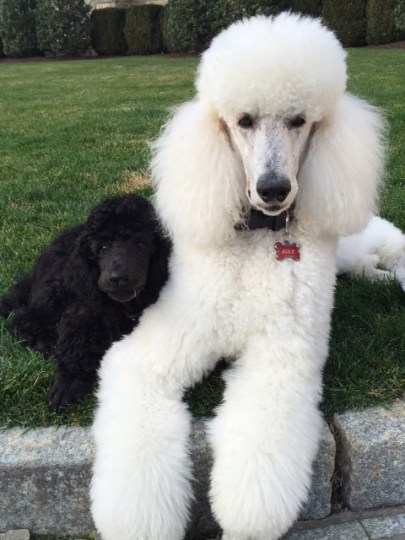 Gus and Alex are now best buddies. Dec. 2015.