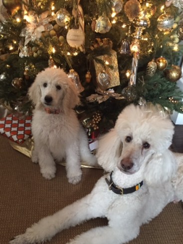 Draper and Cow Christmas 2015.