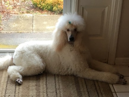 Wynter Dec. 2015. Thank You Albert for the beaitiful picture of Wynter.