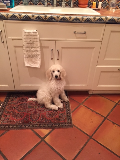 Draper getting comfortable in Her new home.