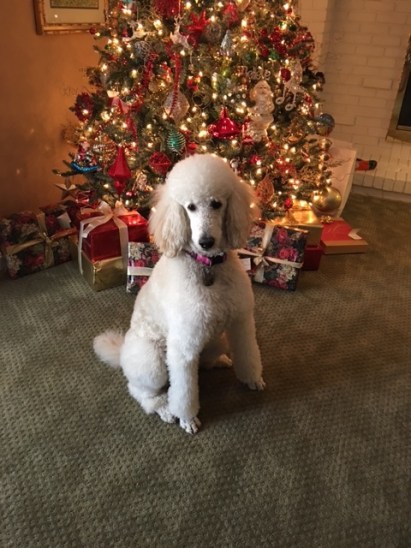 Merry Christmas, Charlene and Terry Our girl has brought us so much joy and healing. She is just the sweetest! Diamond's behavior seems to have transferred to her little Scottie sister Bella👍🏻. It's so fun listening to the two of them "talk"!! Diamond has quite an opinion on everything. We feel so blessed to have found you - responsible for our girl. Have a blessed day. You have blessed our year! Merry Christmas. Hugs, Angela,David, Diamond and Bella Mia