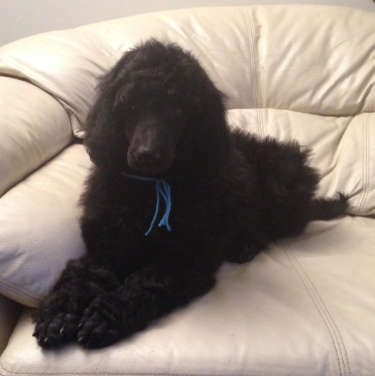 Dylan now Mozart getting ready to go to his new owners David & Claudette in Lake Wood, FL.