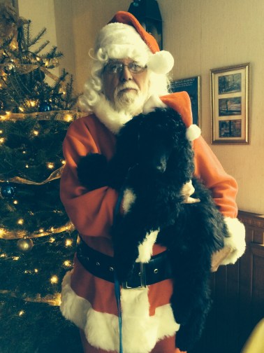 Remy with Santa. Dec 2015 when he went to work with Nancy his Puppy trainer. Thank You Mary and Nancy for the beautiful picture.