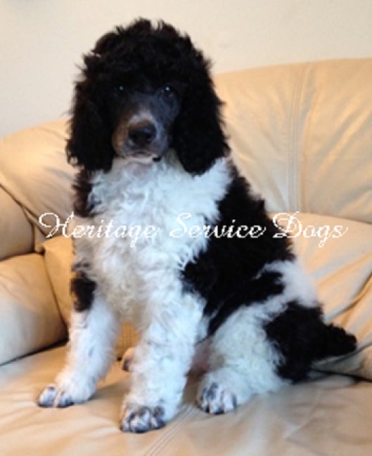 Mandy is now at Heritage service dogs.