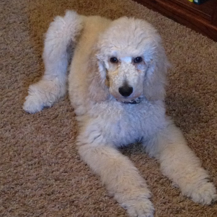 Gus 2014 at home in Cal.