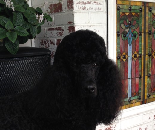 Winston at home in Lewisburg W.V.