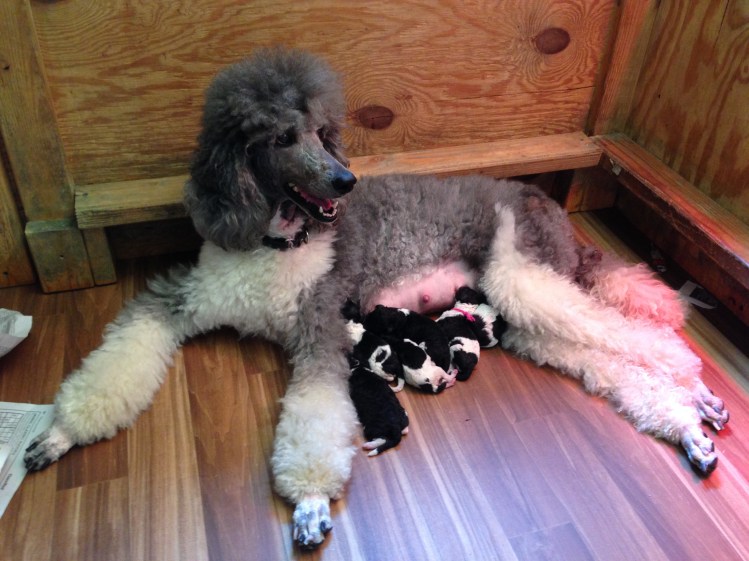 Bella and her puppies.