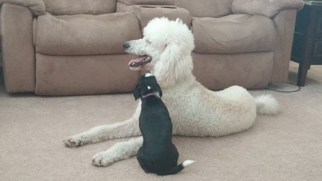  Leroy is so very smart and sweet and the girls, Rob, and I love him dearly. 