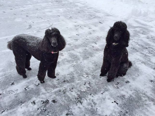 Maggie and Molly having a snow day. Feb.2016.