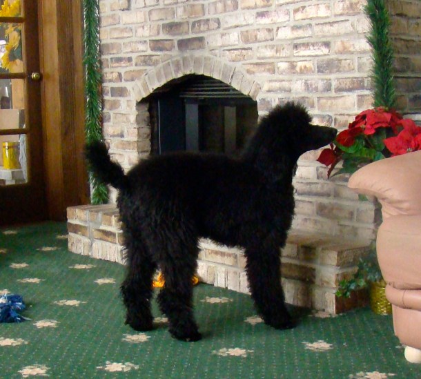 Angel Christmas 2013, before she went to her new home with Vickie and Family..