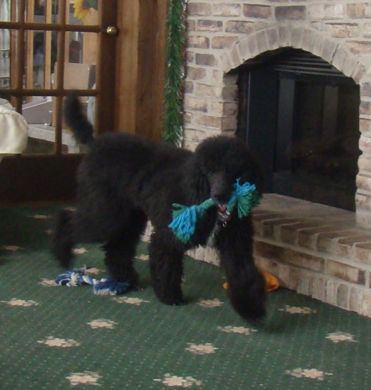 Angel playing with her toy before she was placed with Vickie and Family.