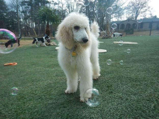 Juneau at day school playing with bacon flavored bubbles.