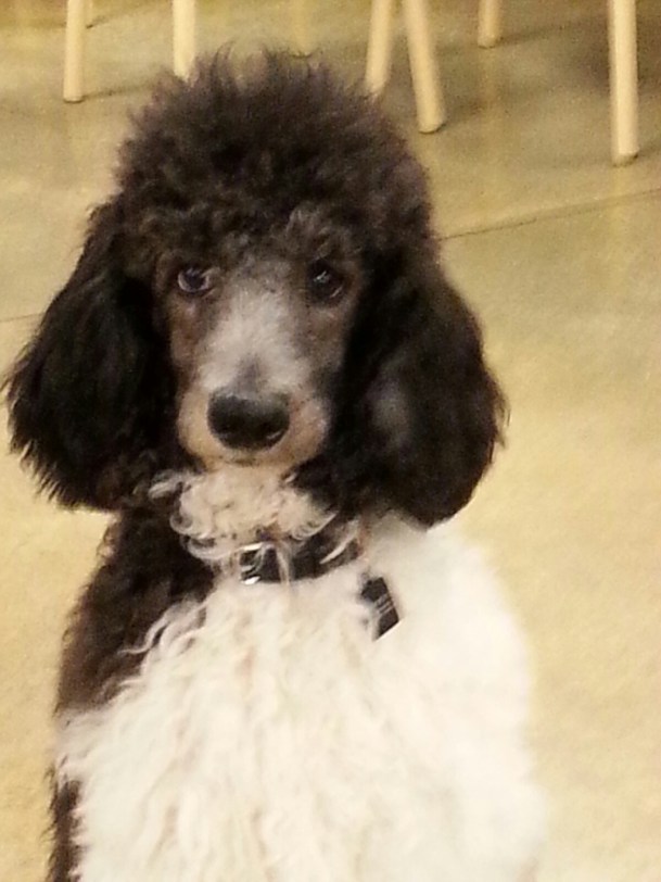 Hello! So excited to tell you Picasso is going to be in his first obedience trial on March! He is going to be entered in 3 trials over 2 days to get a 