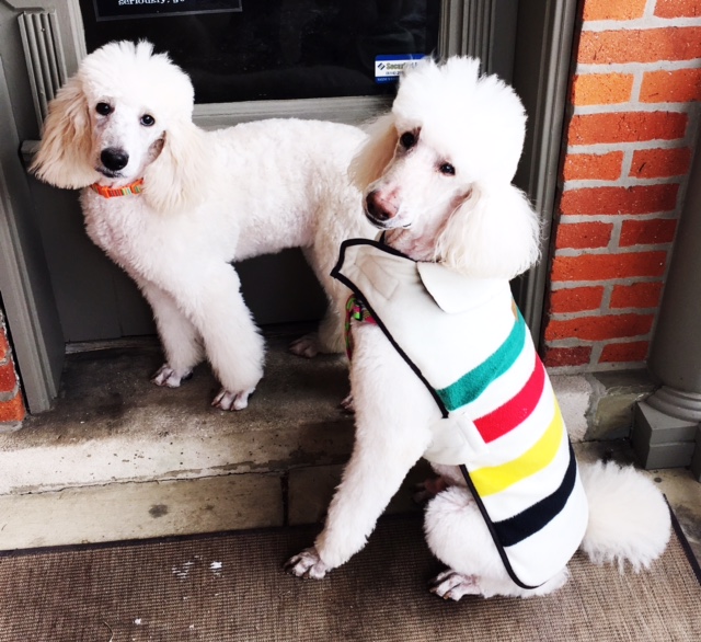 Draper's big girl hair cute. Draper and her brother Cowie. Feb.14 2016.