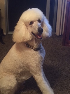 Gus returning from a spa day.