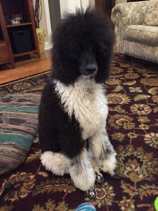 Watson at 7 month old.