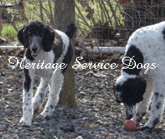 Mandy is now 25 in Tall and 45b.