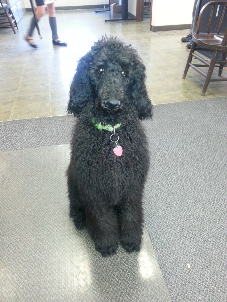 Remy after his Easter Break with Mary.