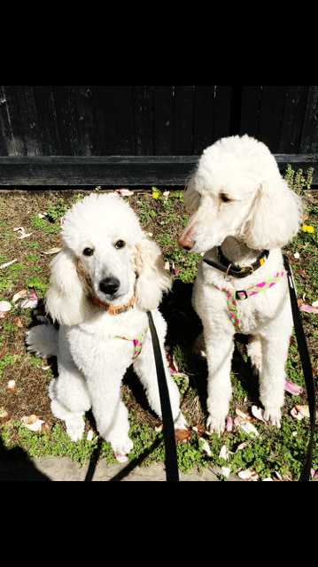 Draper and  her brother Cowie April, 2016.