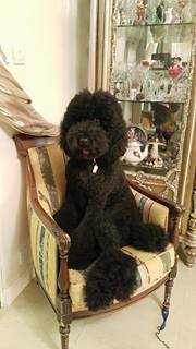 13140619_10153539133106127_178209098_n